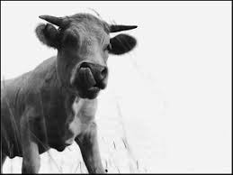 Ph. Cyrille Derouineau : Vues de vaches, page 12. Vues de vaches