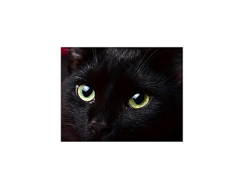 Son regard me défait de la vision des subterfuges CHAT