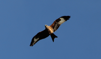 Milan royal Milan royal