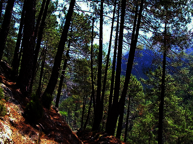 Le vert déjà noir des sapins