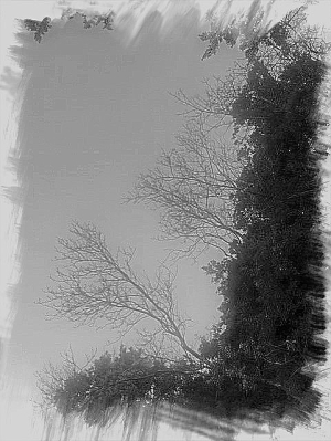 Arbres d'hiver Arbres d'hiver