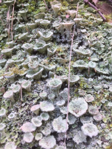 Terre souillée 1 Terre souillée 1