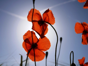 COQUELICOT COQUELICOT