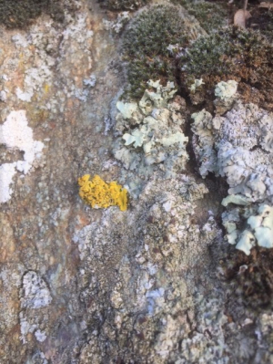 Lichen jaune Lichen jaune
