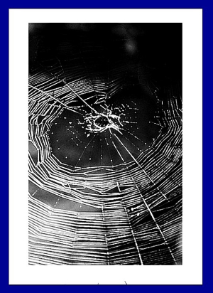 TOILE D'ARAIGNÉE TOILE D'ARAIGNÉE