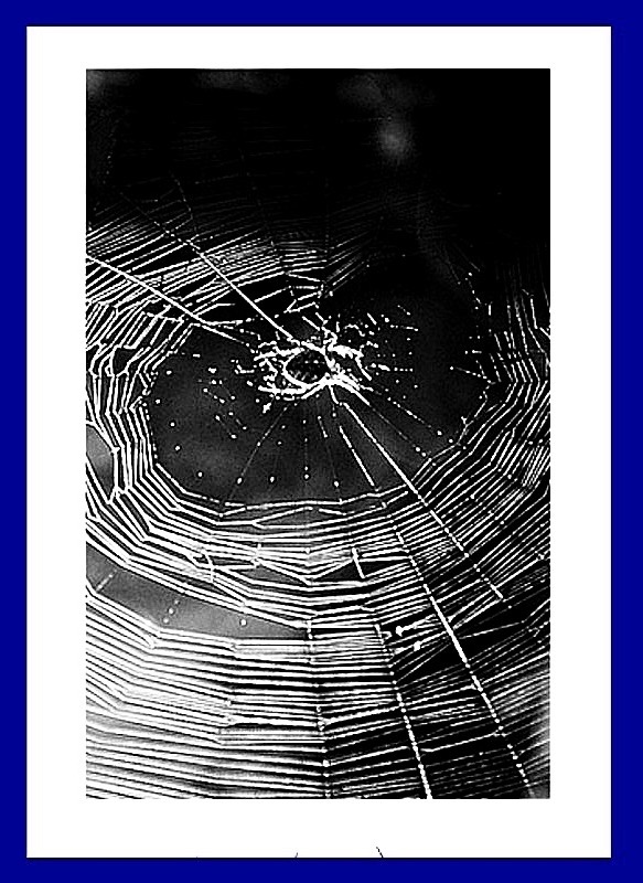  TOILE D'ARAIGNÉE 