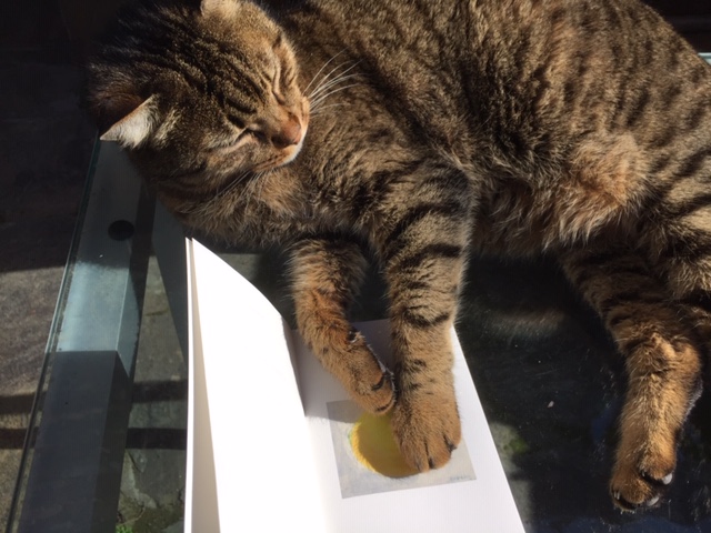 Citron avec chat