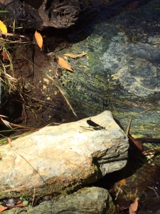 Libellule_au_Pont_génois Libellule_au_Pont_génois