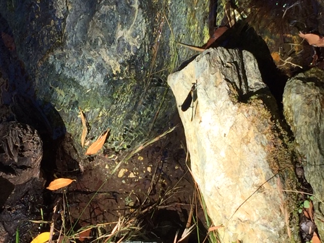 Libellule_au_Pont_génois