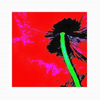 Coquelicot Coquelicot