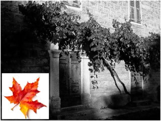 Végétation suspendue Végétation suspendue