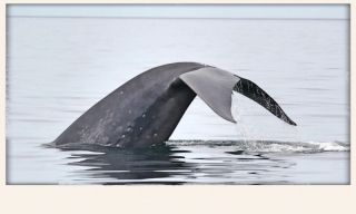 Blue-whale-fluking Blue-whale-fluking