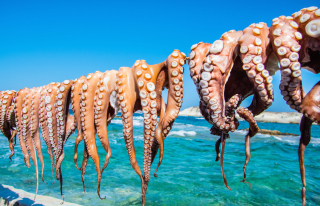 POULPES DE GRÈCE POULPES DE GRÈCE