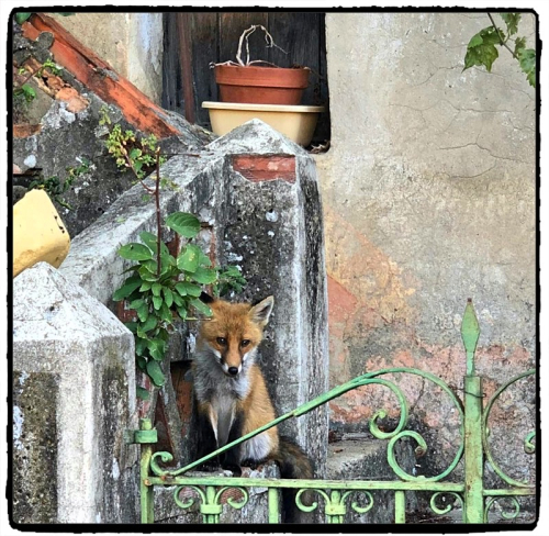 FLASH LE RENARD DE ROMEO - copie FLASH LE RENARD DE ROMEO - copie