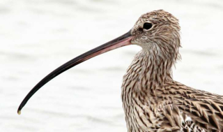 Courlis_cendre_michele_lamberti