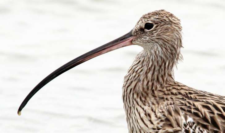 Courlis_cendre_michele_lamberti