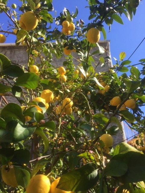 Un ciel très bleu et des citrons très jaunes