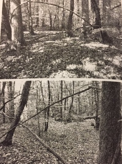 Clédat Arbres Clédat Arbres