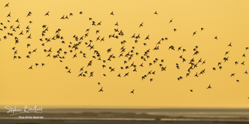 2019_01_20_le_crotoy_006 2019_01_20_le_crotoy_006