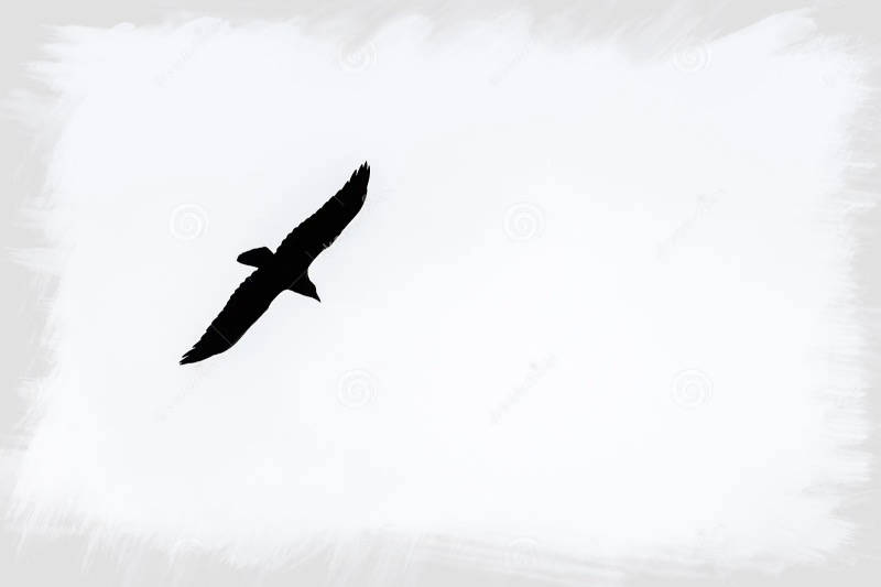 Silhouette-d-un-oiseau-de-corbeau-dans-le-ciel-vol-oiseaux-au-193179524