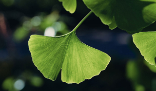 Ginkgo2 Ginkgo2