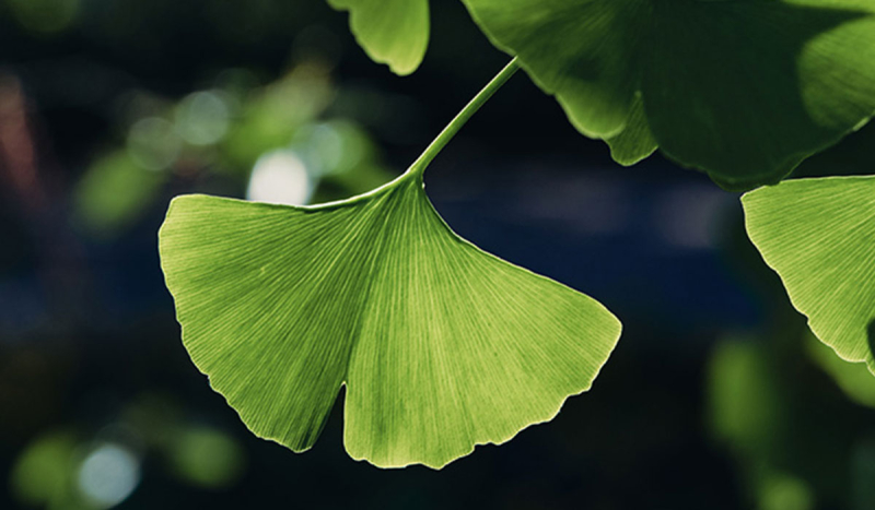 Ginkgo2