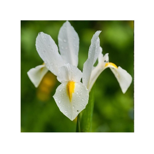 Dutch White Iris 