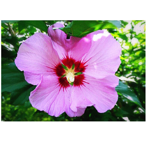 Rose of sharon