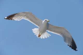 Herring_gull Herring_gull