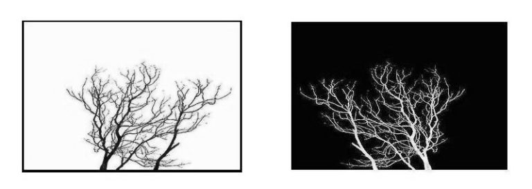 Branches 
