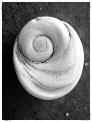 Oeil de sainte lucie plage de Cargese Oeil de sainte lucie plage de Cargese