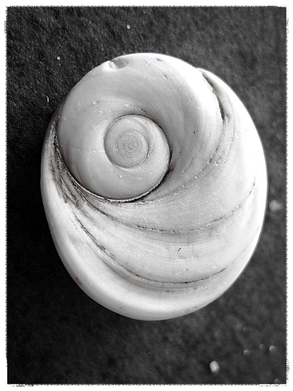 Oeil de sainte lucie plage de Cargese