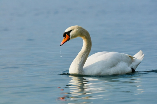 Mute swan Mute swan