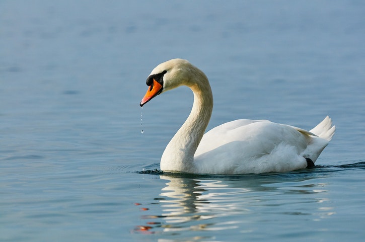 Mute swan