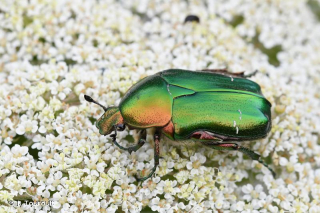CETOINE DORÉE CETOINE DORÉE