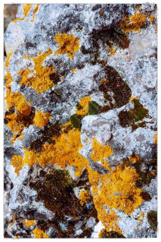 LICHEN LICHEN