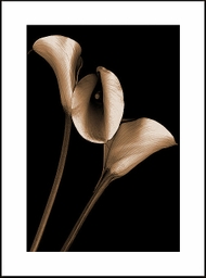 Trio_darums_en_sol_mineur