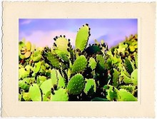 les épines, minuscules et serrées, sont dissuasives Les_pines_minuscules_et_serres_sont