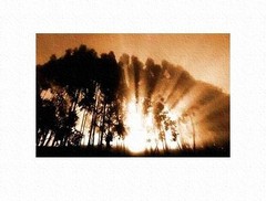 les eucalyptus qui bordent le rivage ploient sous les rafales de vent Les_eucalyptus_qui_bordent_le_rivag