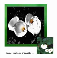 Arums en quête de vertige Arums_vertige_dangle_2