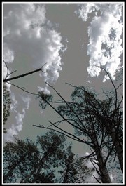 Ils_flent_la_hautaine_assurance_du_