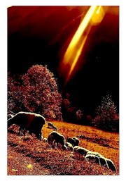 dans la lumière oblique et colorée du crépuscule, environnés par les moutons Dans_la_lumire_oblique_et_colore__2