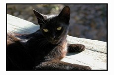 Lupinu, ses yeux d'or Ses_yeux_dor