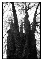 Arbres d'aucune sorte