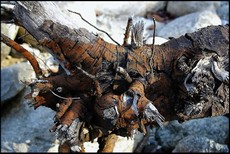 Se souvenir des pleurs enfouis Se_souvenir_des_pleurs_enfouis