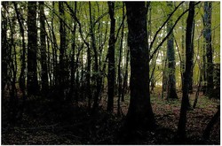 de-ci, de-là, certaines images à demi effacées Certaines_images__demi_effaces