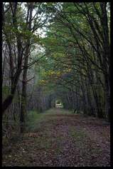 Dans le bois les yeux sont dégrafés Dans_le_bois_les_yeux_sont_dgrafs_2