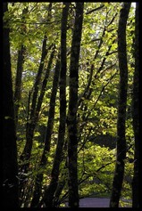 Le bois qui boit mon ombre Le_bois_qui_boit_mon_ombre