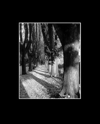 Promise_est_la_chute_des_feuilles_s