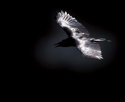 se poser sur les «ailes d’un noir mat» du Corvus corbax sur lequel se clôt le récit Corvus_corbax